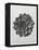 Blossfeldt Rosette I-Karl Blossfeldt-Framed Premier Image Canvas