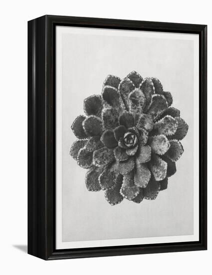 Blossfeldt Rosette I-Karl Blossfeldt-Framed Premier Image Canvas