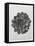 Blossfeldt Rosette I-Karl Blossfeldt-Framed Premier Image Canvas