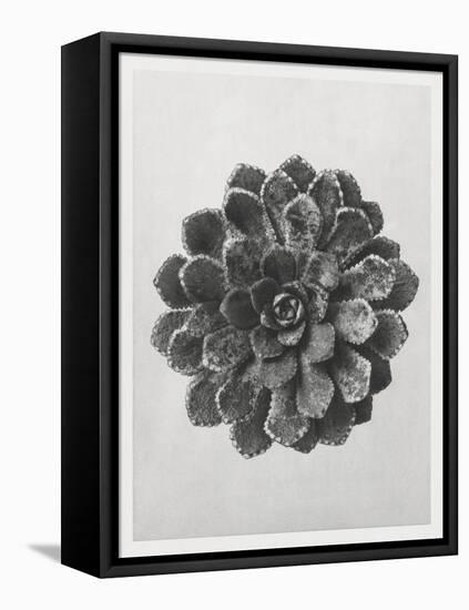 Blossfeldt Rosette I-Karl Blossfeldt-Framed Premier Image Canvas