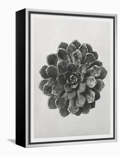 Blossfeldt Rosette I-Karl Blossfeldt-Framed Premier Image Canvas