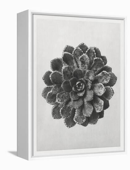 Blossfeldt Rosette I-Karl Blossfeldt-Framed Premier Image Canvas