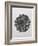 Blossfeldt Rosette I-Karl Blossfeldt-Framed Photographic Print