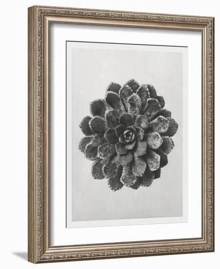 Blossfeldt Rosette I-Karl Blossfeldt-Framed Photographic Print