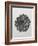 Blossfeldt Rosette I-Karl Blossfeldt-Framed Photographic Print