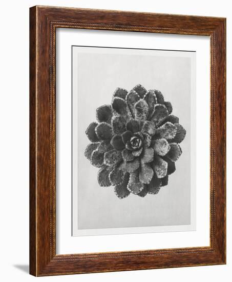 Blossfeldt Rosette I-Karl Blossfeldt-Framed Photographic Print