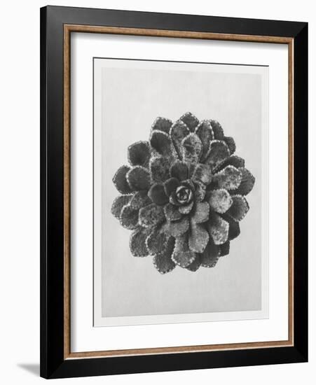 Blossfeldt Rosette I-Karl Blossfeldt-Framed Photographic Print