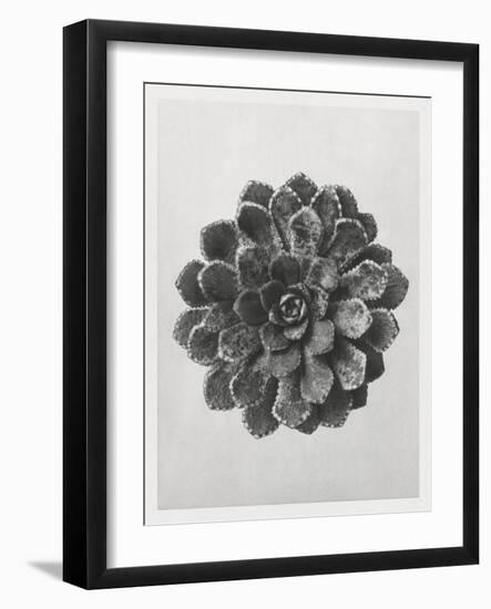 Blossfeldt Rosette I-Karl Blossfeldt-Framed Photographic Print