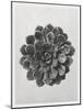 Blossfeldt Rosette I-Karl Blossfeldt-Mounted Photographic Print