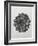 Blossfeldt Rosette I-Karl Blossfeldt-Framed Photographic Print