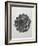 Blossfeldt Rosette I-Karl Blossfeldt-Framed Photographic Print