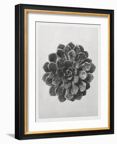 Blossfeldt Rosette I-Karl Blossfeldt-Framed Photographic Print