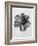 Blossfeldt Rosette III-Karl Blossfeldt-Framed Photographic Print