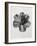 Blossfeldt Rosette III-Karl Blossfeldt-Framed Photographic Print