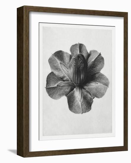 Blossfeldt Rosette III-Karl Blossfeldt-Framed Photographic Print