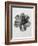 Blossfeldt Rosette III-Karl Blossfeldt-Framed Photographic Print