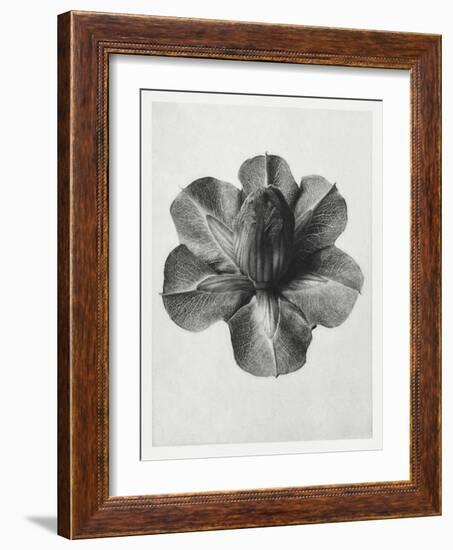 Blossfeldt Rosette III-Karl Blossfeldt-Framed Photographic Print