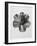 Blossfeldt Rosette III-Karl Blossfeldt-Framed Photographic Print