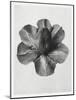 Blossfeldt Rosette III-Karl Blossfeldt-Mounted Photographic Print