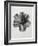 Blossfeldt Rosette III-Karl Blossfeldt-Framed Photographic Print