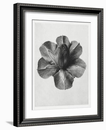 Blossfeldt Rosette III-Karl Blossfeldt-Framed Photographic Print