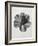 Blossfeldt Rosette III-Karl Blossfeldt-Framed Photographic Print