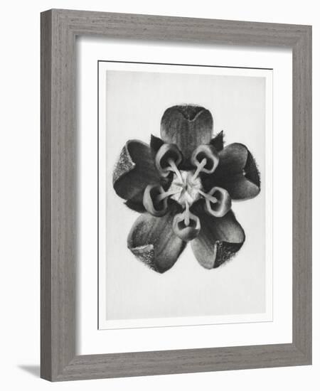 Blossfeldt Rosette IV-Karl Blossfeldt-Framed Photographic Print