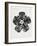 Blossfeldt Rosette IV-Karl Blossfeldt-Framed Photographic Print