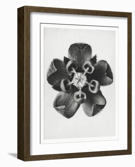 Blossfeldt Rosette IV-Karl Blossfeldt-Framed Photographic Print