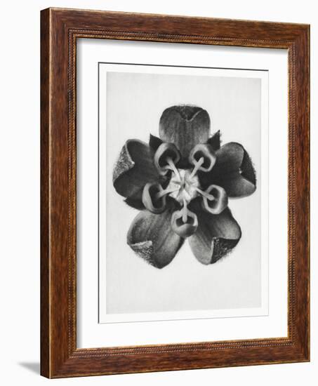 Blossfeldt Rosette IV-Karl Blossfeldt-Framed Photographic Print