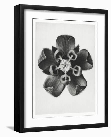 Blossfeldt Rosette IV-Karl Blossfeldt-Framed Photographic Print