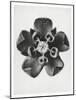 Blossfeldt Rosette IV-Karl Blossfeldt-Mounted Photographic Print