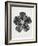 Blossfeldt Rosette IV-Karl Blossfeldt-Framed Photographic Print