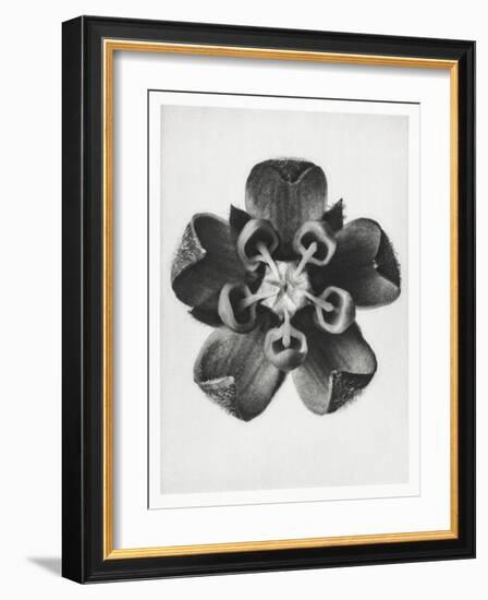 Blossfeldt Rosette IV-Karl Blossfeldt-Framed Photographic Print