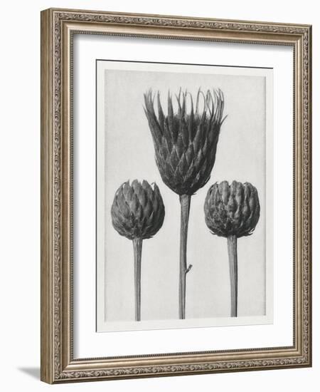 Blossfeldt Trio I-Karl Blossfeldt-Framed Photographic Print