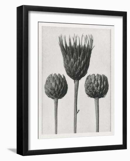 Blossfeldt Trio I-Karl Blossfeldt-Framed Photographic Print