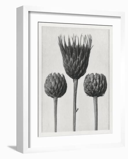 Blossfeldt Trio I-Karl Blossfeldt-Framed Photographic Print