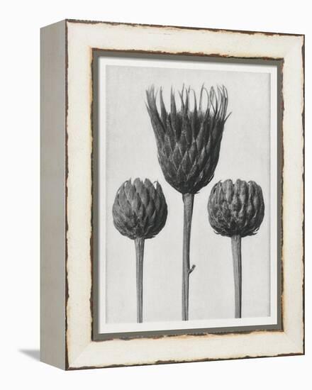 Blossfeldt Trio I-Karl Blossfeldt-Framed Premier Image Canvas