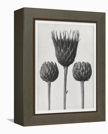 Blossfeldt Trio I-Karl Blossfeldt-Framed Premier Image Canvas