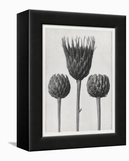 Blossfeldt Trio I-Karl Blossfeldt-Framed Premier Image Canvas