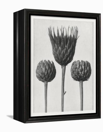 Blossfeldt Trio I-Karl Blossfeldt-Framed Premier Image Canvas