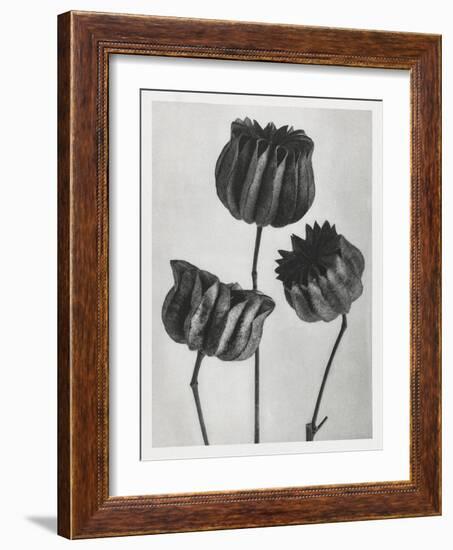 Blossfeldt Trio II-Karl Blossfeldt-Framed Photographic Print