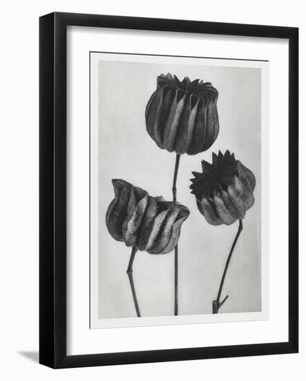 Blossfeldt Trio II-Karl Blossfeldt-Framed Photographic Print