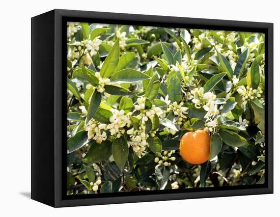 Blossom and Fruit on an Orange Tree, Majorca, Spain-Peter Thompson-Framed Premier Image Canvas