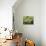 Blossom and Fruit on an Orange Tree, Majorca, Spain-Peter Thompson-Photographic Print displayed on a wall