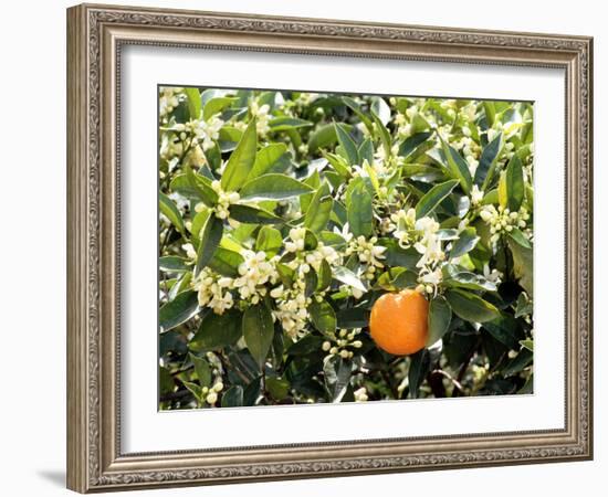 Blossom and Fruit on an Orange Tree, Majorca, Spain-Peter Thompson-Framed Photographic Print