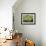 Blossom and Fruit on an Orange Tree, Majorca, Spain-Peter Thompson-Framed Photographic Print displayed on a wall