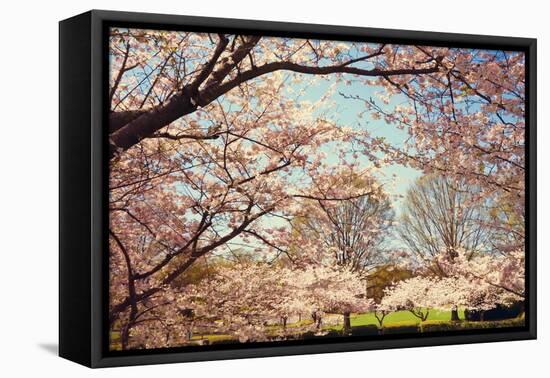 Blossom Beauty I-Kathy Mansfield-Framed Premier Image Canvas