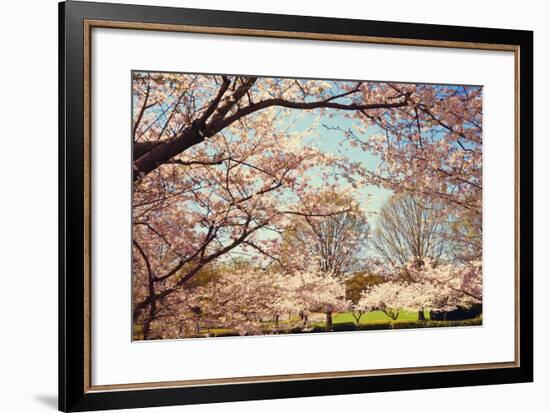 Blossom Beauty I-Kathy Mansfield-Framed Photographic Print