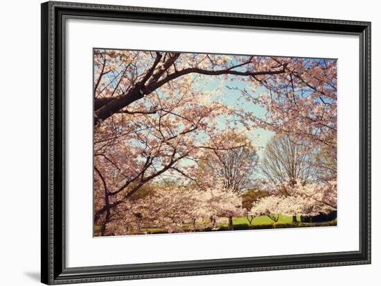 Blossom Beauty I-Kathy Mansfield-Framed Photographic Print